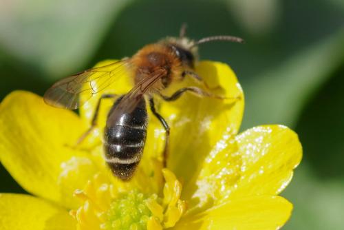 Andrena sp.